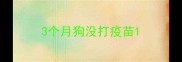 3个月狗没打疫苗