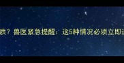 哈士奇吐血红色物质兽医紧急提醒这5种情况必须立即送医附自救指南