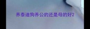 养泰迪狗养公的还是母的好
