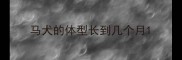 马犬的体型长到几个月