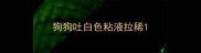狗狗吐白色粘液拉稀