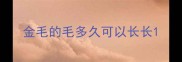 金毛的毛多久可以长长
