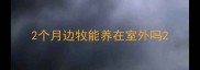 2个月边牧能养在室外吗