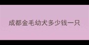 成都金毛幼犬多少钱一只