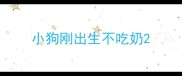 小狗刚出生不吃奶