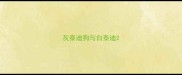 灰泰迪狗与白泰迪