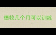 德牧几个月可以训练