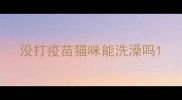 没打疫苗猫咪能洗澡吗