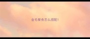 金毛餐食怎么搭配