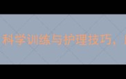 金毛幼犬听力发育全指南科学训练与护理技巧助您培养会倾听的毛孩伙伴