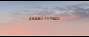 成猫猫粮几个月的猫吃