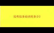 拉布拉多幼犬吃多少