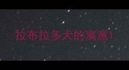 拉布拉多犬的寓意