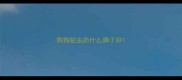 狗狗驱虫药什么牌子好