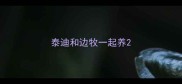 泰迪和边牧一起养