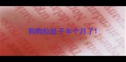 狗狗拉肚子半个月了