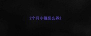 2个月小猫怎么养
