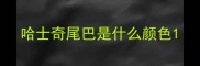 哈士奇尾巴是什么颜色