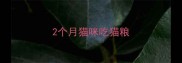 2个月猫咪吃猫粮