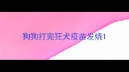 狗狗打完狂犬疫苗发烧