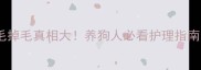 金毛掉毛真相大养狗人必看护理指南