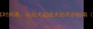 边境牧羊犬立耳时间表从幼犬到成犬的养护指南附训练技巧