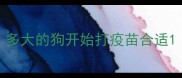 多大的狗开始打疫苗合适