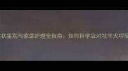 边牧感冒症状鉴别与家庭护理全指南如何科学应对牧羊犬呼吸道疾病