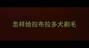 怎样给拉布拉多犬剃毛