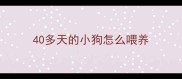 40多天的小狗怎么喂养