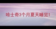 哈士奇3个月夏天睡觉