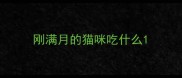 刚满月的猫咪吃什么