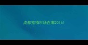 成都宠物市场在哪2016