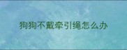 狗狗不戴牵引绳怎么办