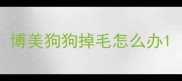 博美狗狗掉毛怎么办