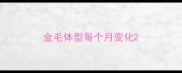 金毛体型每个月变化