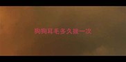 狗狗耳毛多久拔一次
