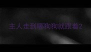 主人走到哪狗狗就跟着