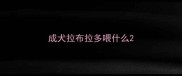 成犬拉布拉多喂什么