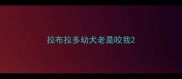 拉布拉多幼犬老是咬我