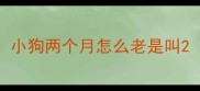 小狗两个月怎么老是叫