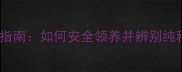 上海边牧救助指南如何安全领养并辨别纯种边境牧羊犬