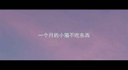 一个月的小猫不吃东西