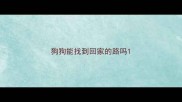 狗狗能找到回家的路吗