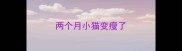 两个月小猫变瘦了