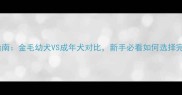 科学饲养指南金毛幼犬VS成年犬对比新手必看如何选择完美伴侣犬