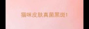 猫咪皮肤真菌黑斑