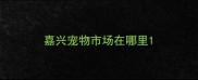 嘉兴宠物市场在哪里