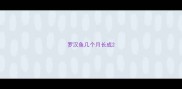 罗汉鱼几个月长成