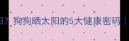 小狗总爱趴太阳狗狗晒太阳的5大健康密码科学养护指南